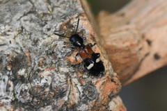 Tilloidea unifasciata