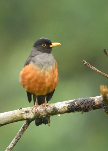 Chestnut-bellied Thrush (Turdus fulviventris), photo 2