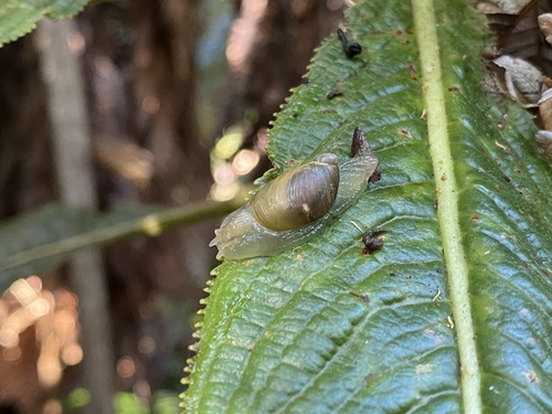 Succinea cepulla observed 2024-02-13