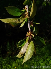 Prunus cerasus