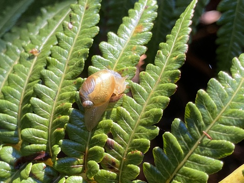 Succinea cepulla observed 2024-02-13