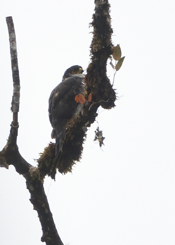 Semi-collared Hawk