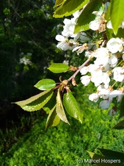 Prunus cerasus
