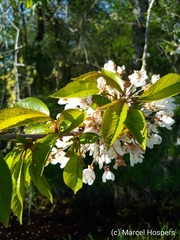 Prunus cerasus