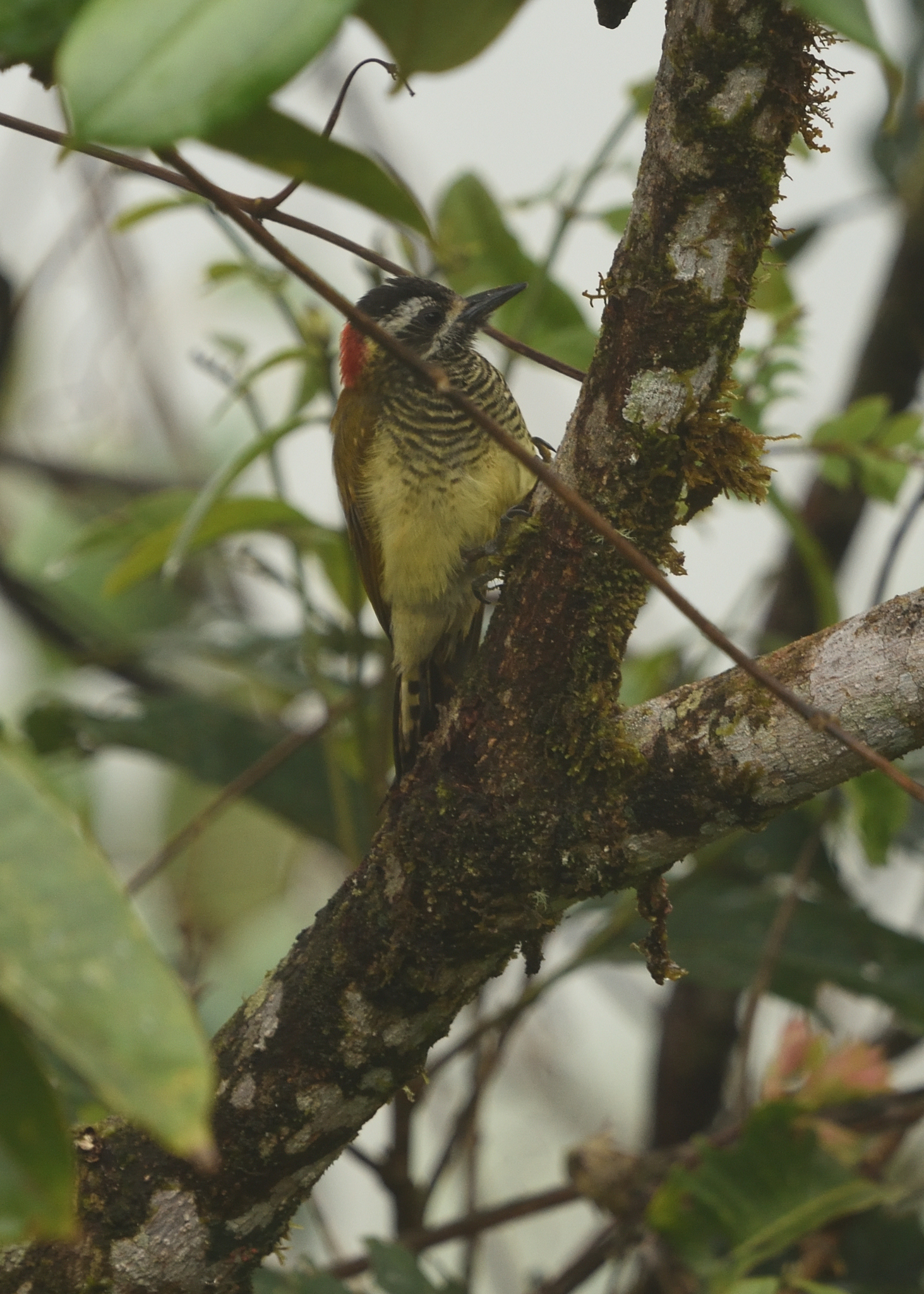 Yellow-vented Woodpecker (Veniliornis dignus), photo 2