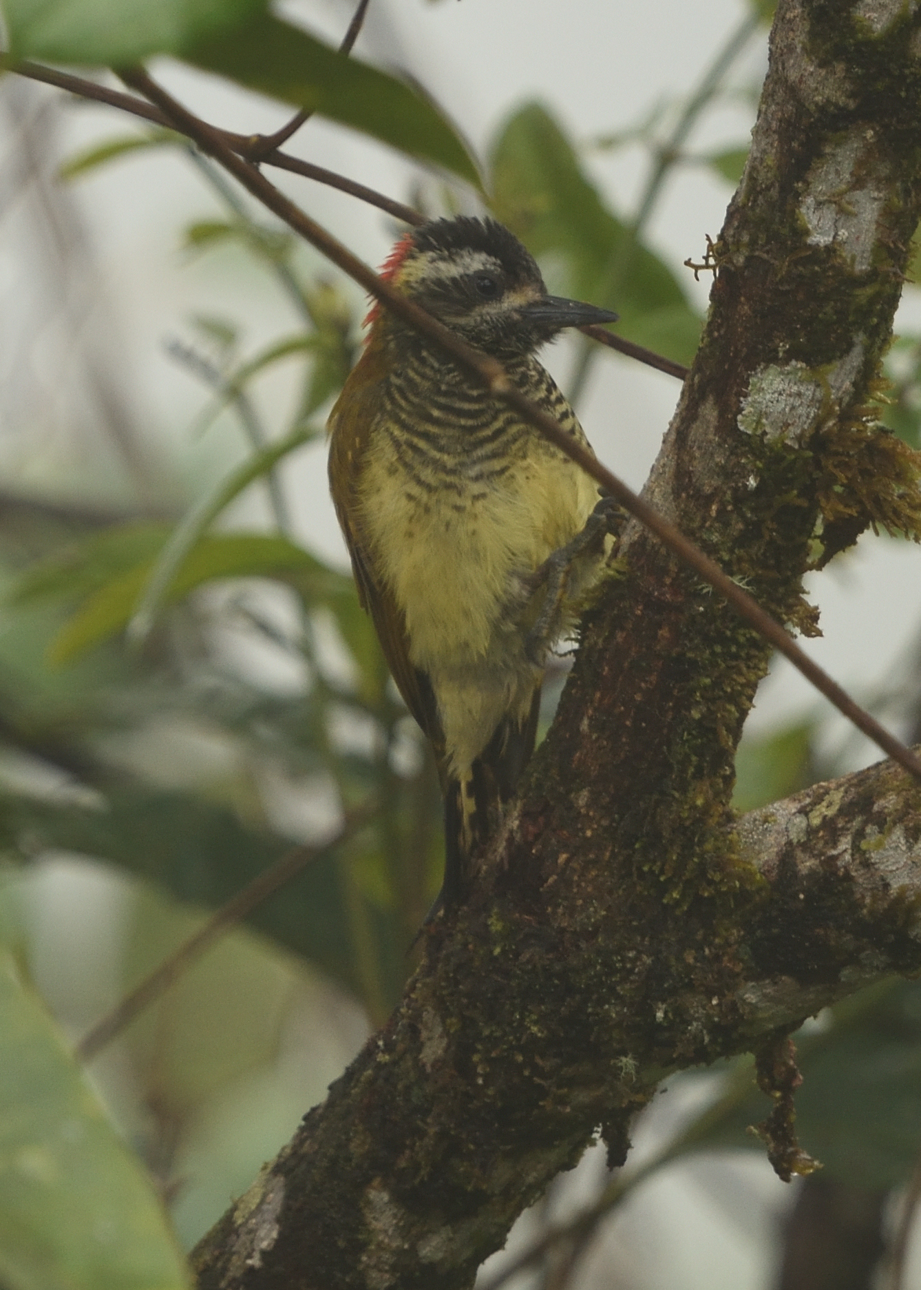 Yellow-vented Woodpecker (Veniliornis dignus), photo 1