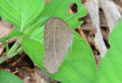 Mycalesis janardana