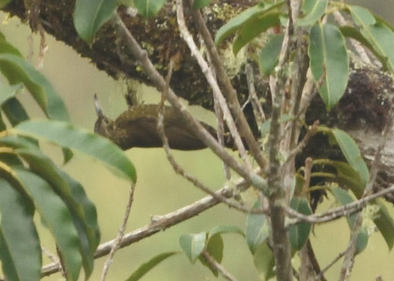 Olive-backed Woodcreeper (Xiphorhynchus triangularis), photo 6