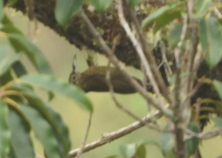 Olive-backed Woodcreeper (Xiphorhynchus triangularis), photo 5