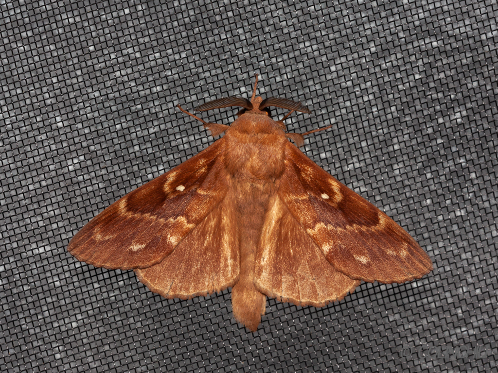 Dendrolimus superans