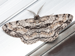 Hypomecis roboraria displicens