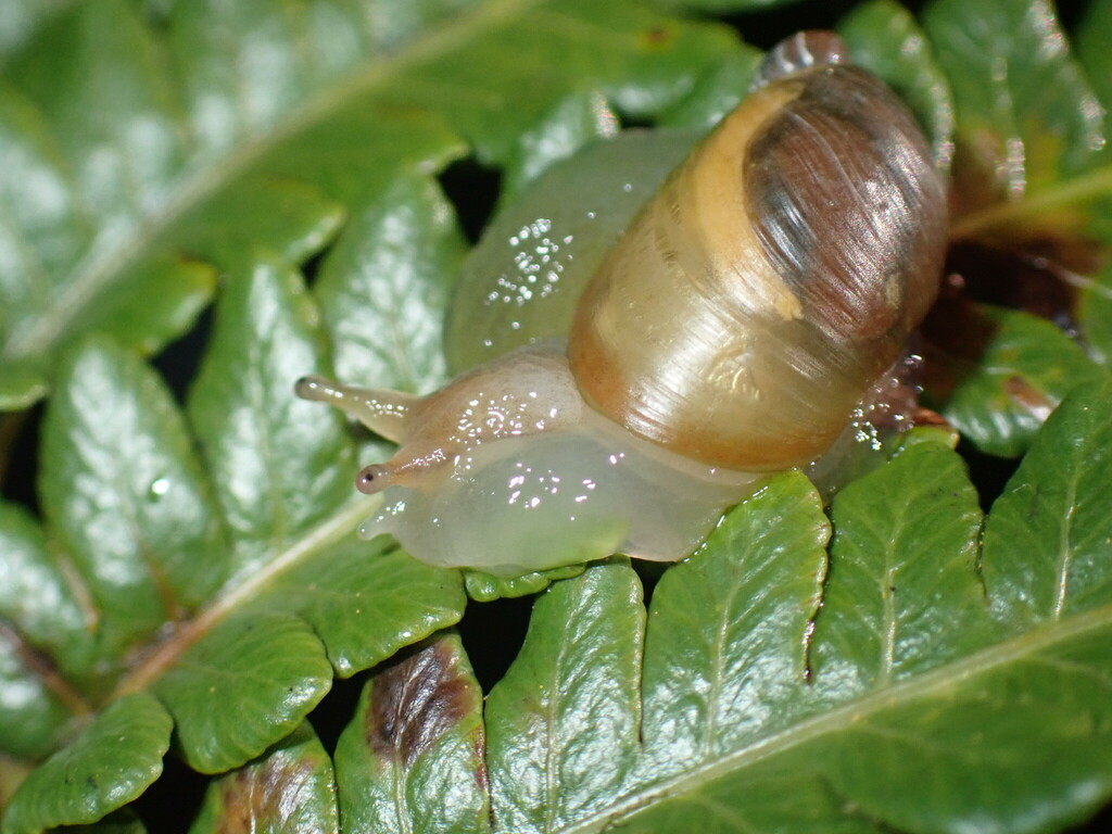 Succinea cepulla