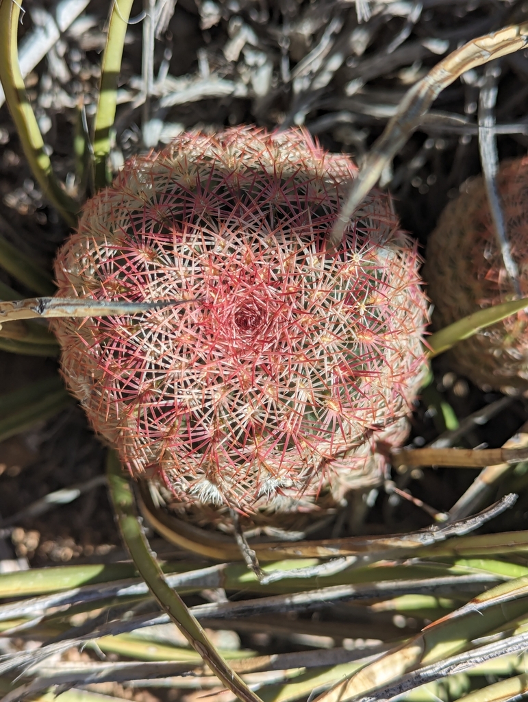 Echinocereus rigidissimus, Cochise, AZ 85606, USA