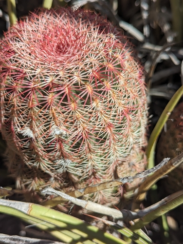 Echinocereus rigidissimus