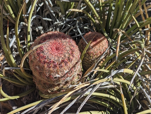 Echinocereus rigidissimus