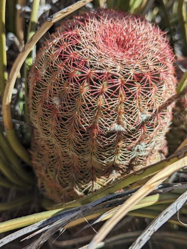 Echinocereus rigidissimus