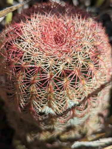 Echinocereus rigidissimus