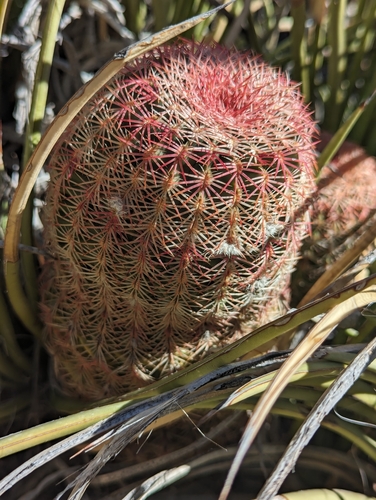 Echinocereus rigidissimus