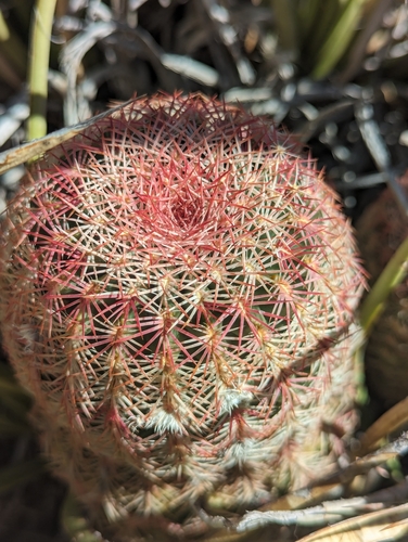 Echinocereus rigidissimus
