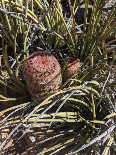 Echinocereus rigidissimus