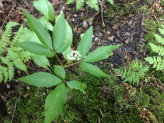 Panax trifolius