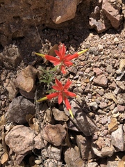 Castilleja tenuiflora