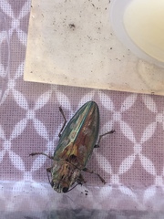 Chalcophora mariana massiliensis