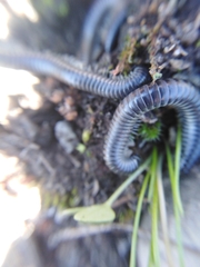 Rossiulus kessleri