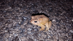Anaxyrus americanus charlesmithi