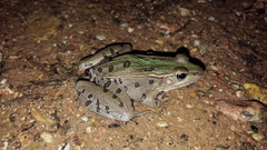 Lithobates sphenocephalus utricularius