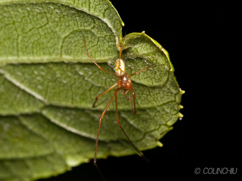 Leucauge subgemmea