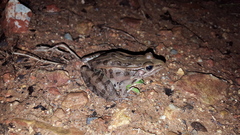 Lithobates sphenocephalus utricularius