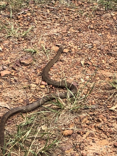 Eastern Brown Snake sighting