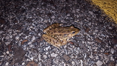 Lithobates sphenocephalus utricularius