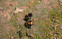 Hoplomutilla spinosa