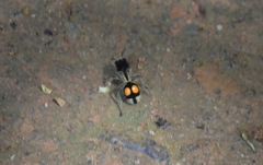 Hoplomutilla spinosa