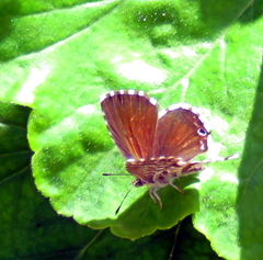 Cacyreus marshalli