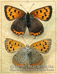 Lycaena phlaeas daimio