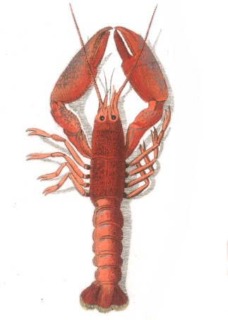 Cape lobster