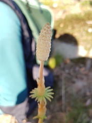Equisetum sylvaticum