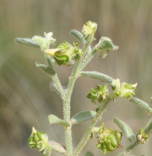 Crotalaria crispata observed 2008-04-04