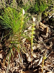 Equisetum sylvaticum