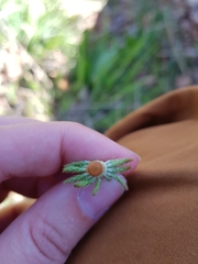 Equisetum sylvaticum