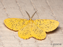 Angerona nigrisparsa