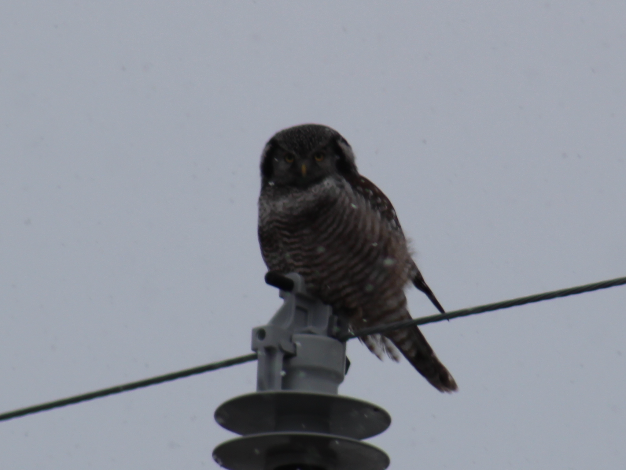 Northern Hawk-Owl