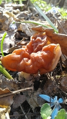 Gyromitra fastigiata
