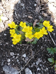 Ranunculus polyrhizos