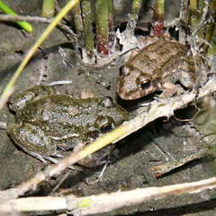 Leptodactylus bufonius