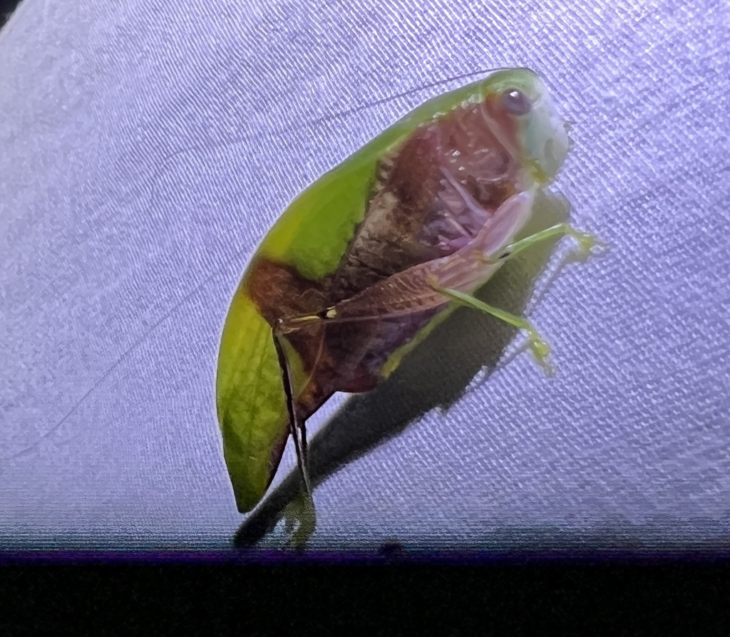 Monteiroa nigricauda
