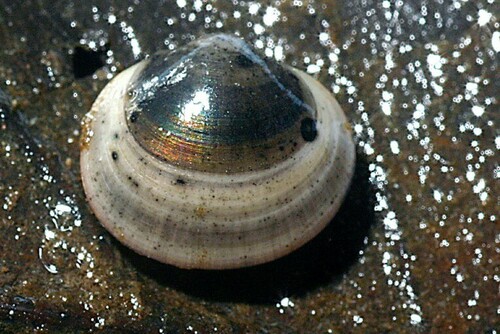 Swamp Fingernailclam